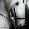 hrimnir_drop_noseband_2s
