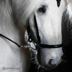 hrimnir_drop_noseband_2s