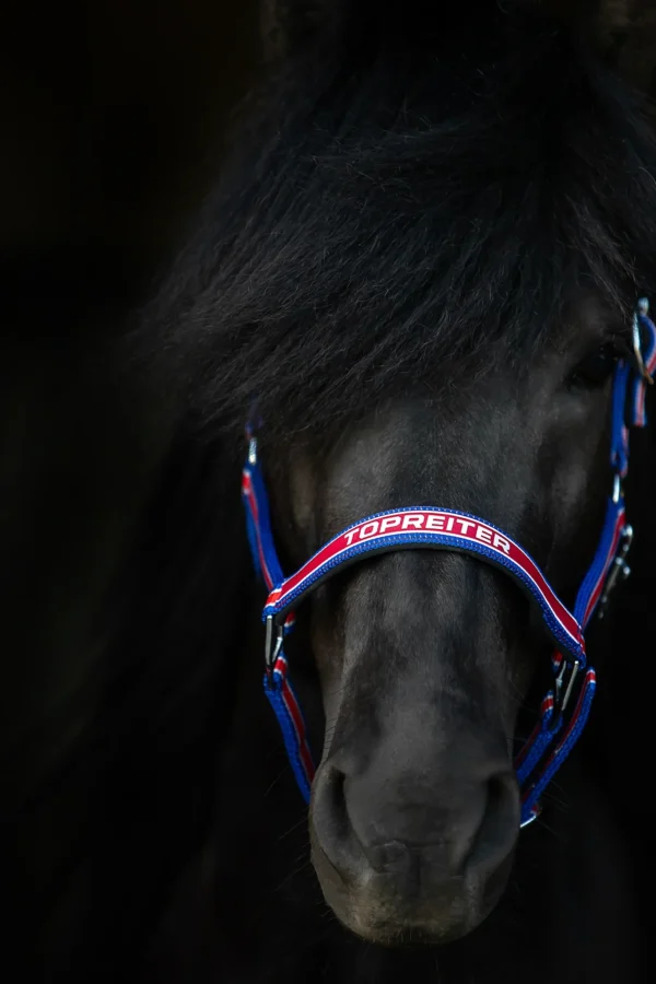 topreiter-halter-trII-iceland-front_1365x2048