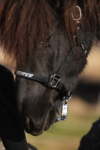topreiter-halter-trII-side_1920x1920