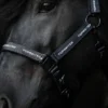 topreiter-halter-trlogo-black.detail_1365x2048