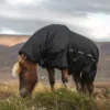 topreiter-rain-rug-cover_1365x2048