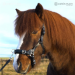 Hrímnir Training bridle bitless