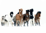 horses-of-iceland-61-750×550