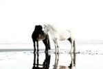 horses of iceland -pd
