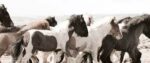 horses of iceland -pd2