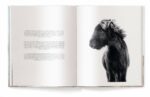 horses of iceland -pd4