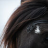 Topreiter laekur headstall_CE3I5327-web