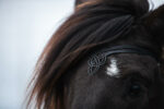 Topreiter laekur headstall_CE3I5327-web