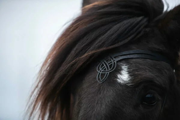 Topreiter laekur headstall_CE3I5327-web