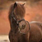 main_halter_set