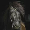 Hrímnir Aurora headstall