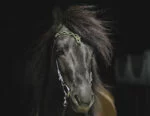 Hrímnir Aurora headstall