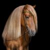 hrimnir_headstall_aurora_black_square