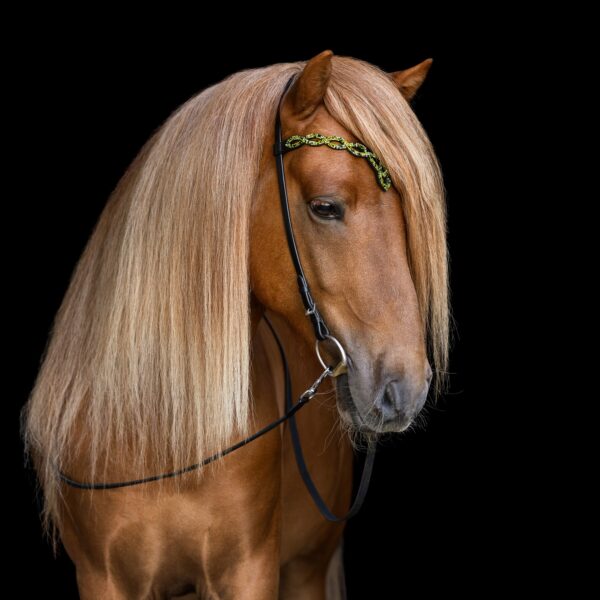 hrimnir_headstall_aurora_black_square
