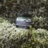 saltverk_arctic-thyme-