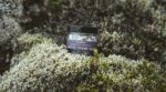 saltverk_arctic-thyme-