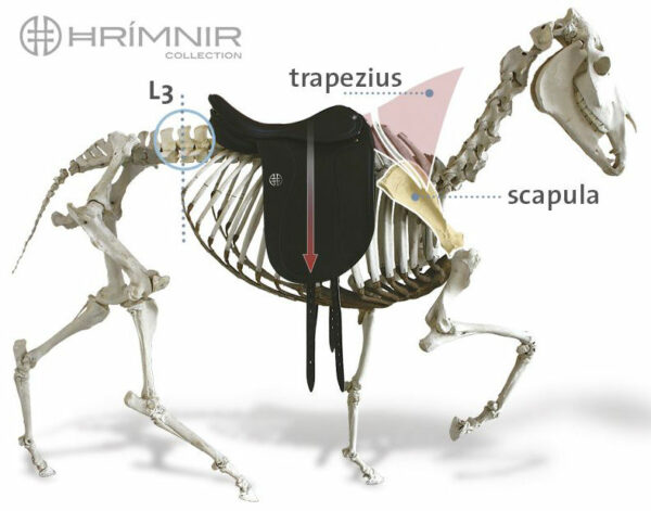 hrimnir-skeleton