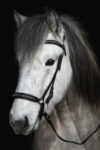 TR_diamond_headstall