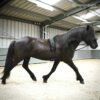 double_lunge_on_horse