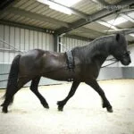 double_lunge_on_horse
