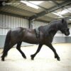 lungeing_girth_whole_horse_with_logo1