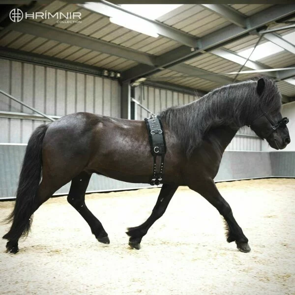 lungeing_girth_whole_horse_with_logo1