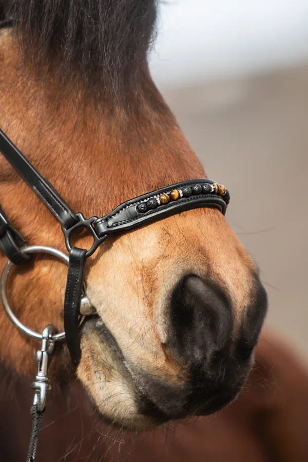 topreiter-noseband-orka_1920x1920