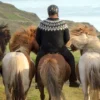 man and horses