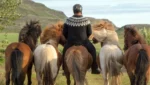 man and horses