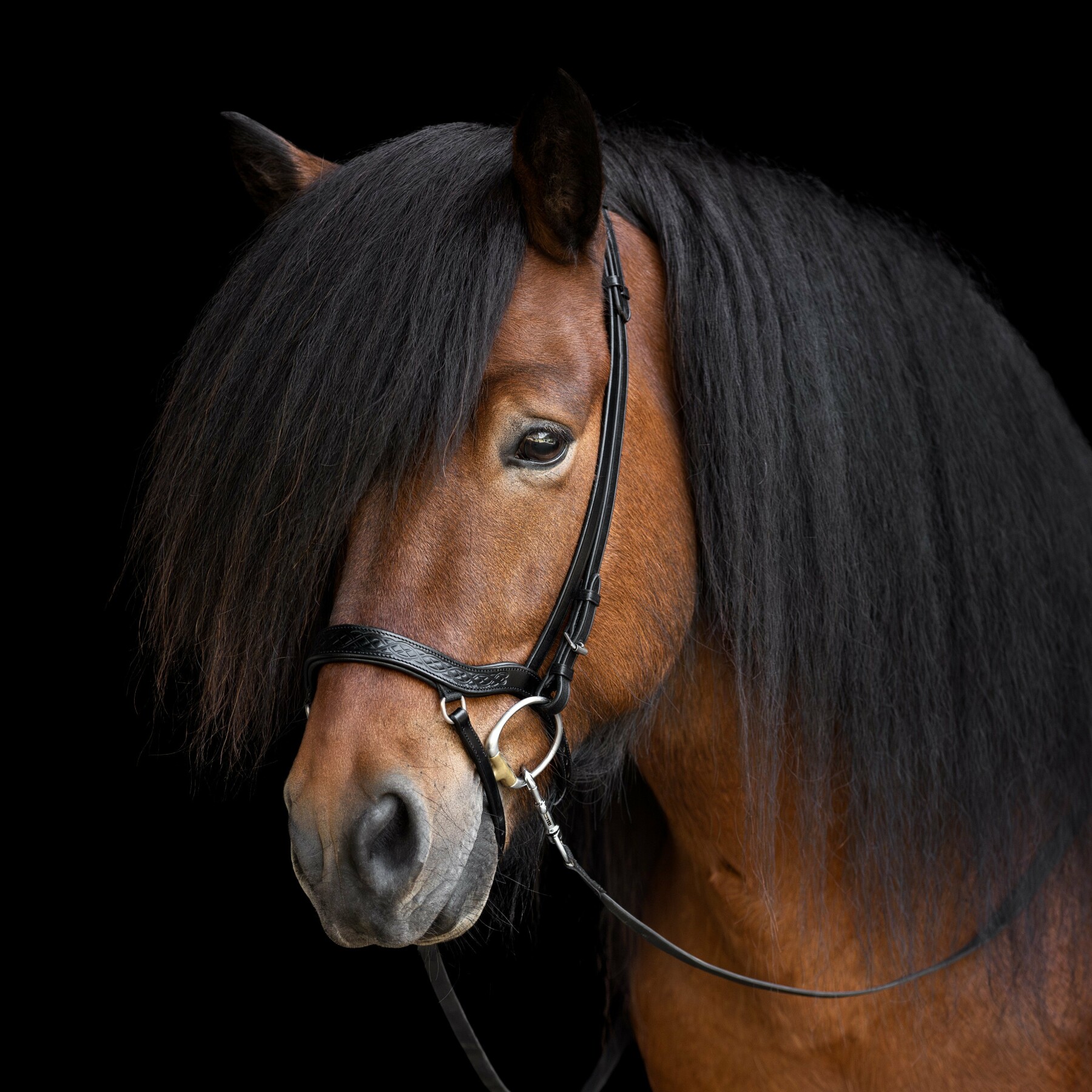 anatomical_noseband_heritage_draupnir_square