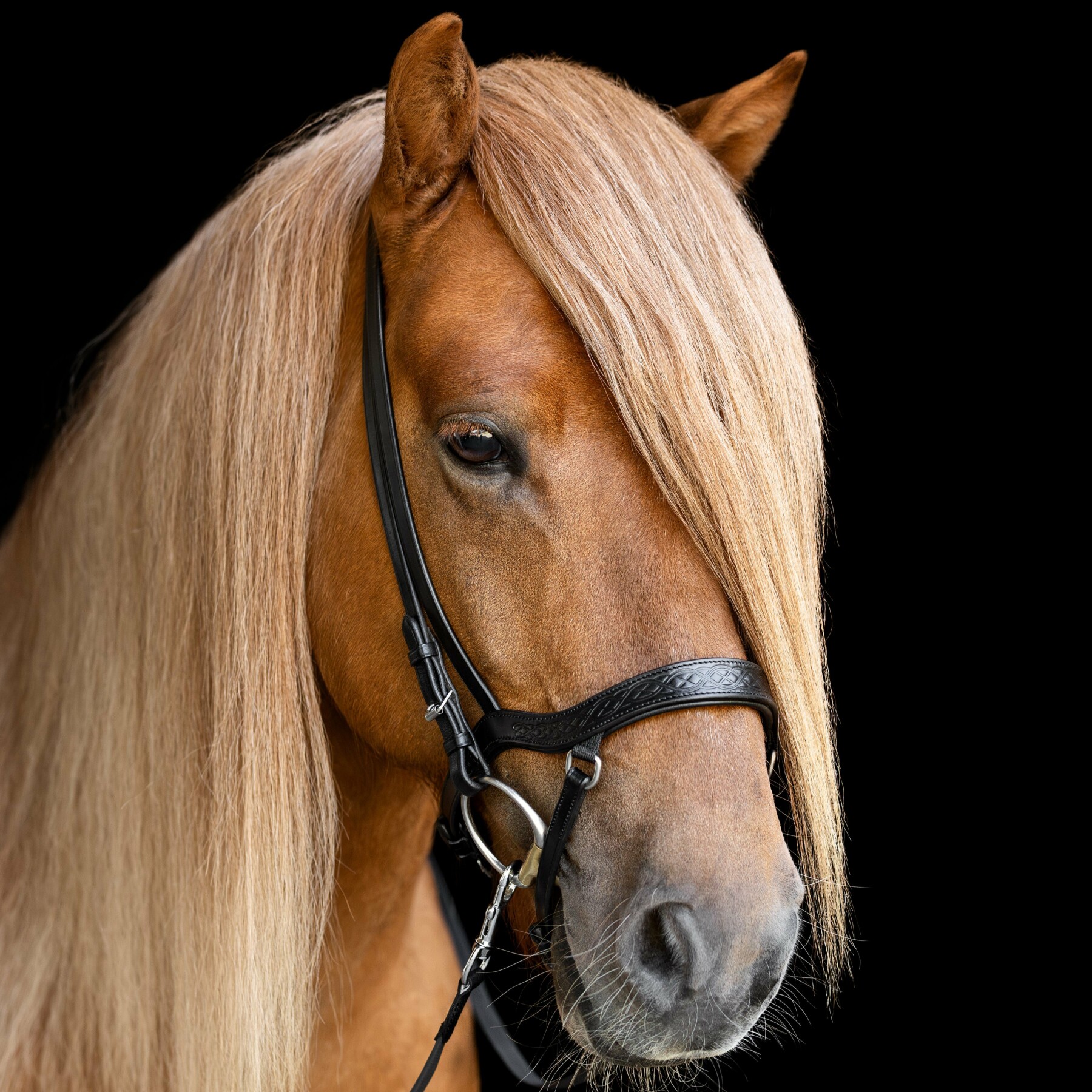anatomical_noseband_heritage_funi_square (1)