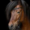 headstall_heritage_b_-_lava_draupnir_small