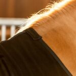 fleece_rug_neck