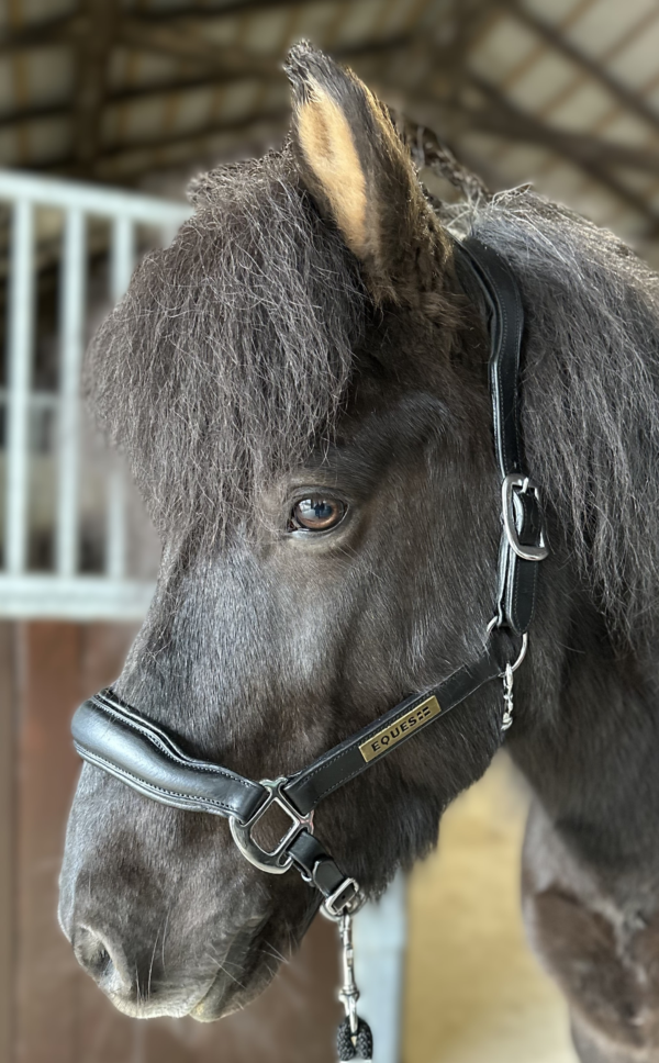Leather-Halter-1-png