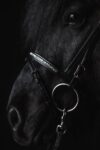topreiter-bridle-english-demantur-white-noseband_1920x1920