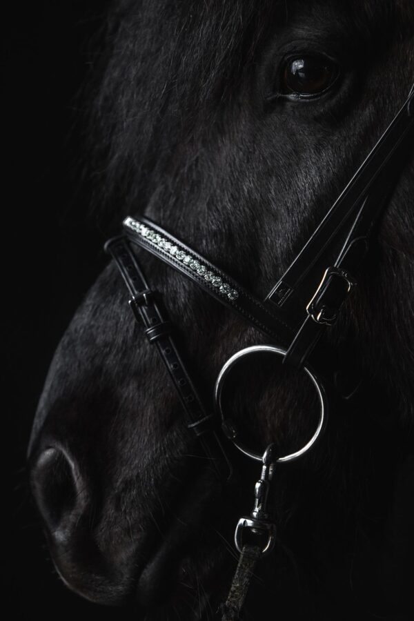 topreiter-bridle-english-demantur-white-noseband_1920x1920