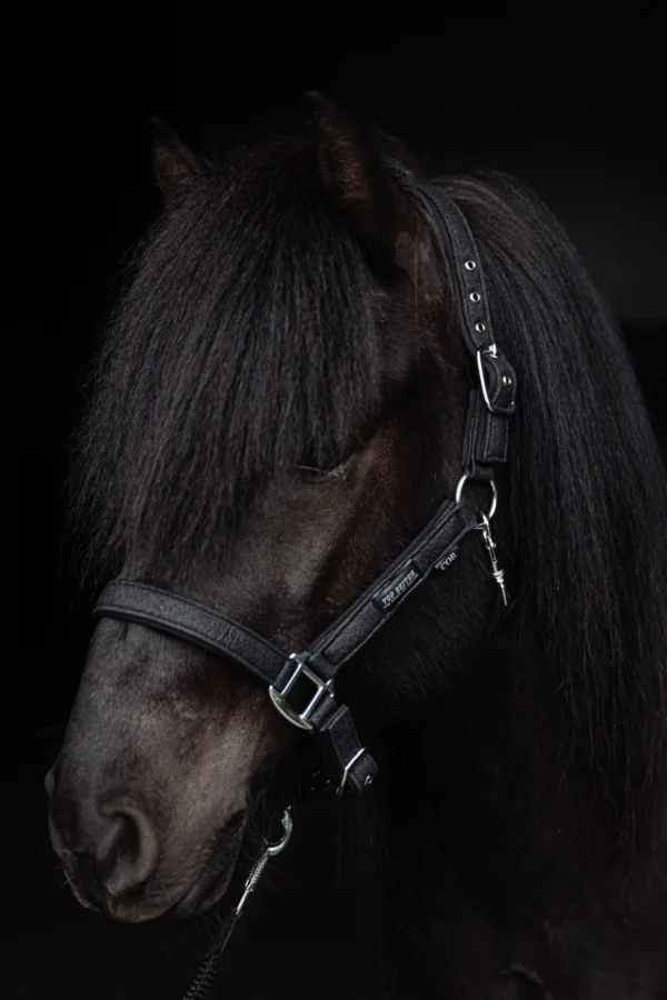 opreiter-halter-glitrandi-black-horse_1365x2048