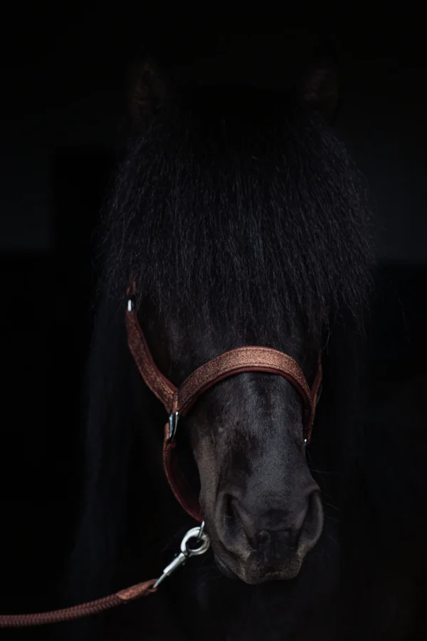 topreiter-halter-glitrandi-copper-horse-front_1365x2048