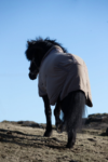 topreiter-rug-klaki-backside_1920x1920