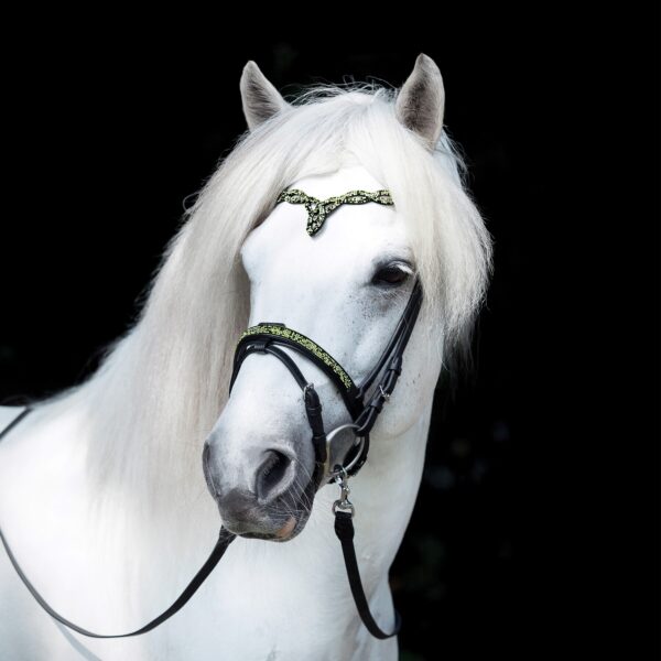 aurora_retouch_flash_noseband_square