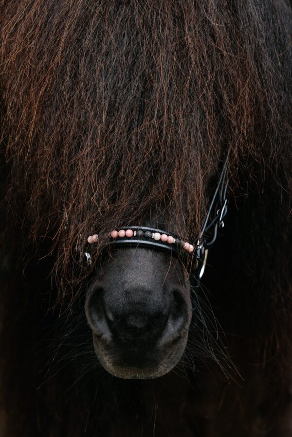 Topreiter-Orka-Hanoverian-noseband-pink-front_1365x2046