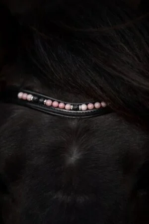 Orka Anatomiskt Huvudlag