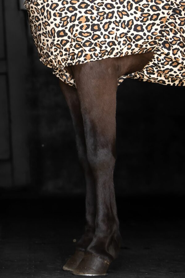 topreiter-eczema-rug-horse-leo-brown-shoulder_1365x2048