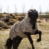 topreiter-eczema-rug-horse-leo-brown_1365x2048 (1)
