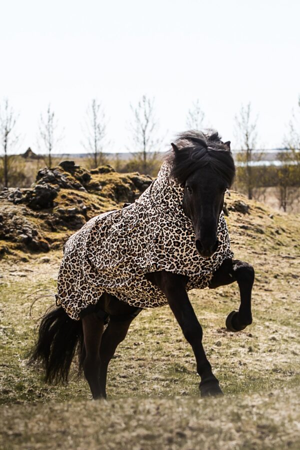 topreiter-eczema-rug-horse-leo-brown_1365x2048 (1)
