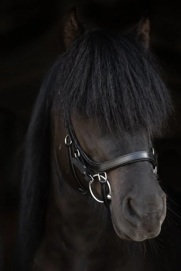 topreiter-cob-anatomical-bridle-ofeigur-black_1365x2048